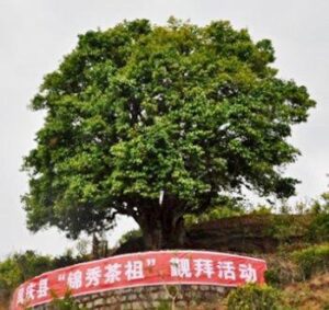 Nejstarší čajovník na světě