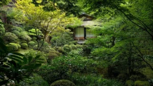 Historie čaje Matcha: Od čínských klášterů po japonský čajový obřad