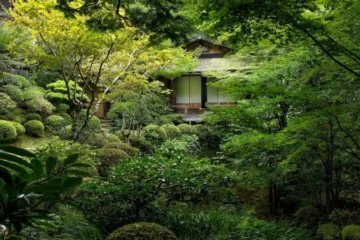 Historie čaje Matcha: Od čínských klášterů po japonský čajový obřad