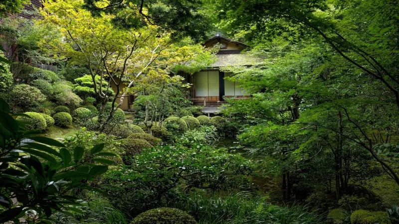 Historie čaje Matcha: Od čínských klášterů po japonský čajový obřad