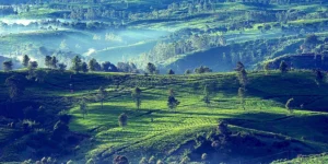 Historie čaje Oolong