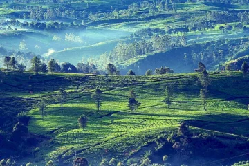 Historie čaje Oolong