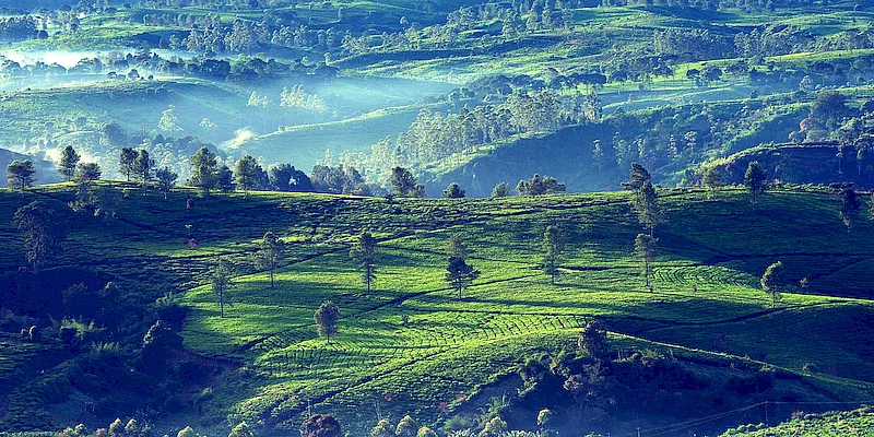 Historie čaje Oolong | Prémiové čaje | vypij.cz Historie čaje Oolong