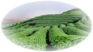 tajemství výroby Oolong