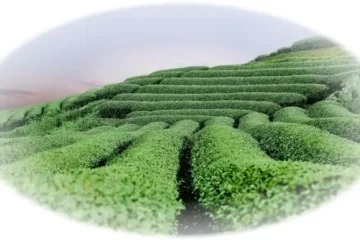 tajemství výroby Oolong