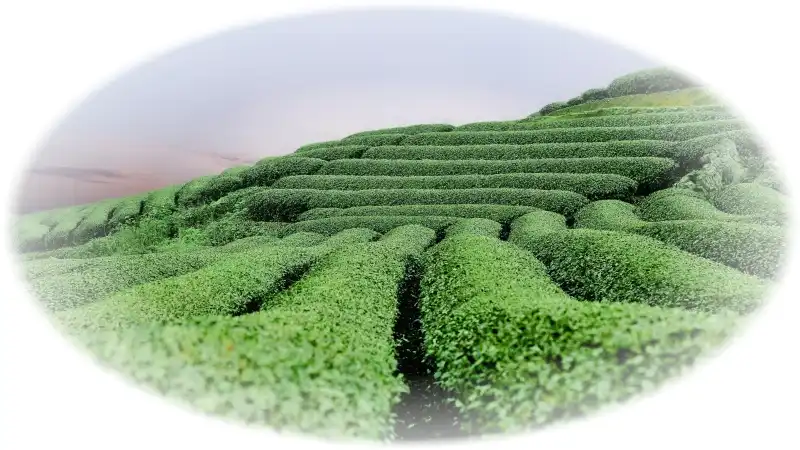 tajemství výroby Oolong