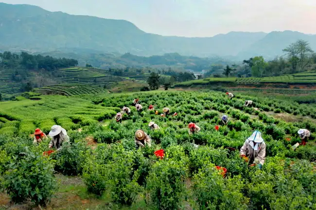 Oblast pěstování Fuding Fujian