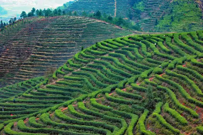 Oblast pěstování Jiangsu v Číně