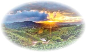 Čajové plantáže v Yunnanu v Číně