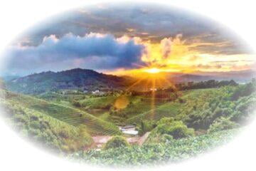 Čajové plantáže v Yunnanu v Číně