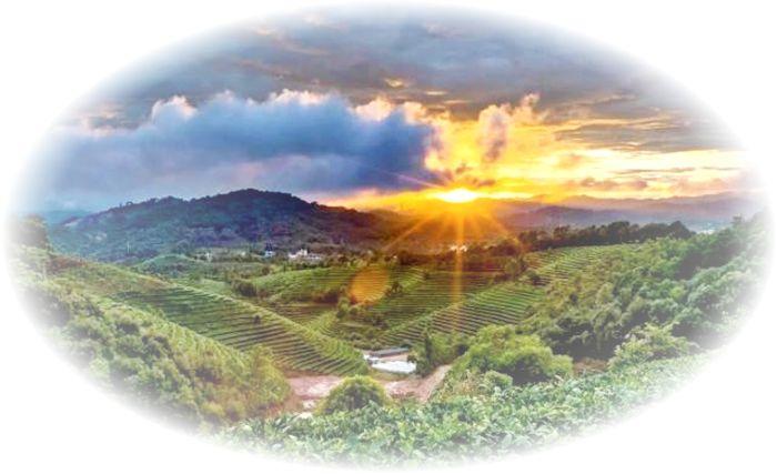 Čajové plantáže v Yunnanu v Číně