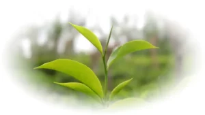 Jak se pěstuje čaj