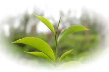 Jak se pěstuje čaj