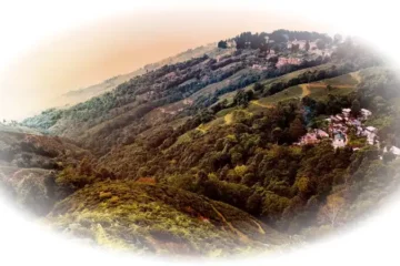 Darjeeling v naší nabídce