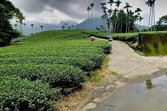 Oblast pěstování v pohoří na Taiwanu